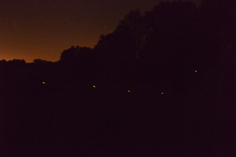 fireflies