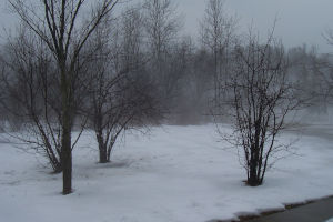 snow-trees