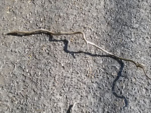stick